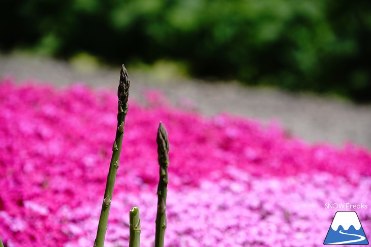 倶知安旭ヶ丘スキー場と三島さん家の芝桜の丘。